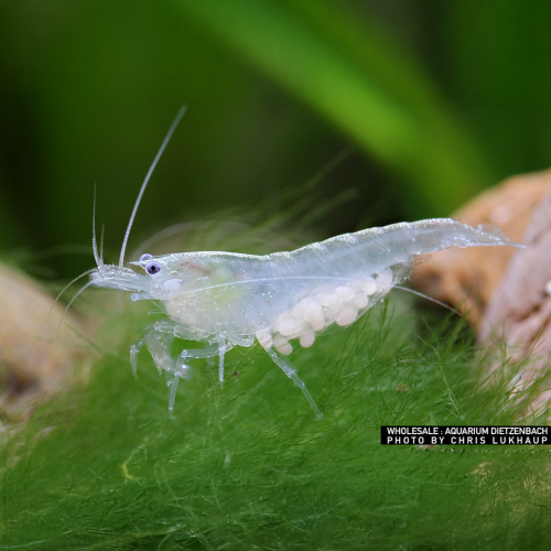 Neocaridina palmata White Pearl