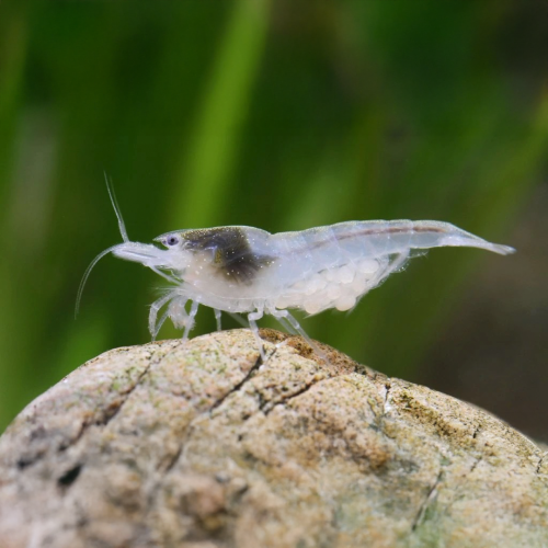 Neocaridina palmata White Pearl