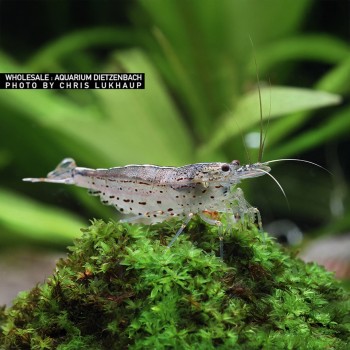 Japonica multi-detached caridine love Shrimp 2