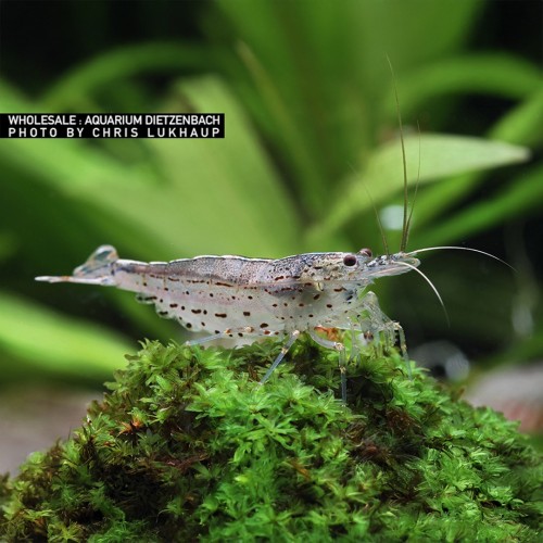 Caridina Multidentata Japonica Amano Shrimp