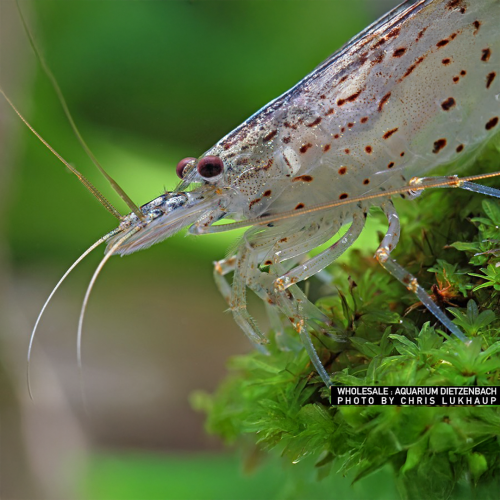 Crevettes d'amour de cardification de...