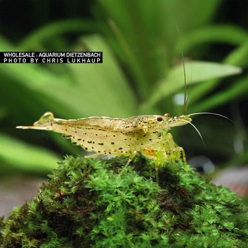 Caridina Multidentata Amano Shrimp YELLOW