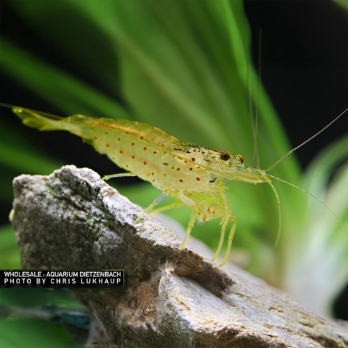 Japonica Multi-Detached Caridine Love Shrimp...