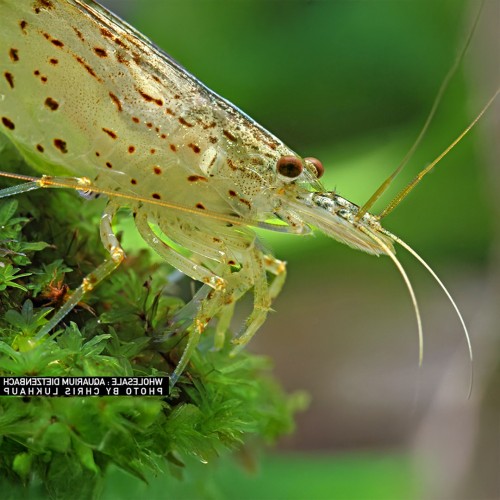 Japonica Multi-Detached Caridine Love Shrimp...