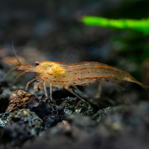 Caridina Multidentata Japonica Amano Shrimp ORANGE