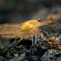 Japonica Multi-Détaché CardiLe Love Crevettes Orange