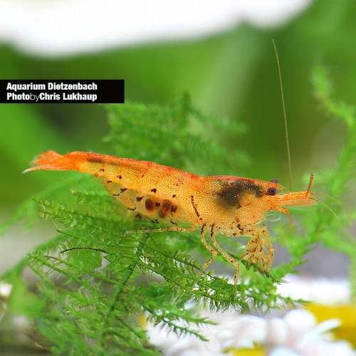 Caridina Mariae Tiger Tangerine
