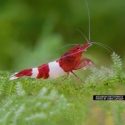 Caridina logemanni Kristall Red K2-K4
