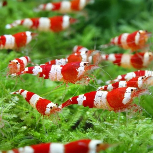 Caridina logemanni Kristall Red K2-K4