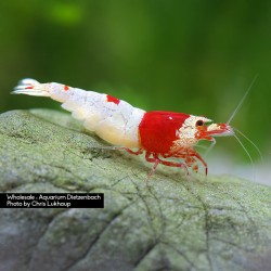 Caridina logemanni Kristall Red K8-K10