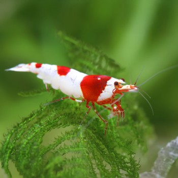 Caridina logemanni Kristall Red K8-K10 2