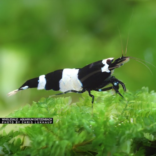Caridina logemanni kristall noir