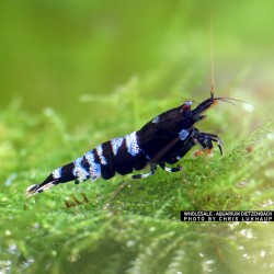 Caridina logemanni Pinto Black A-S