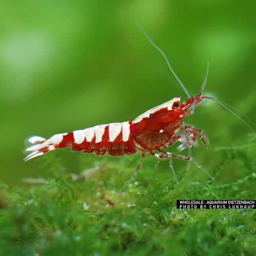 Caridina logemanni Pinto Red A-S
