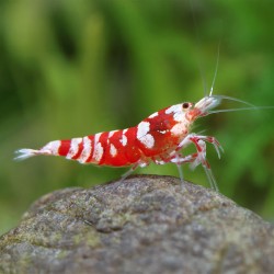 Caridina logemanni galaxy rouge