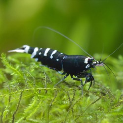 Carinthia PINTO BLACK GRADO A-S