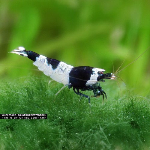 Caridina logemanni Panda