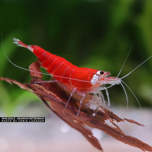 Caridina logemanni noël