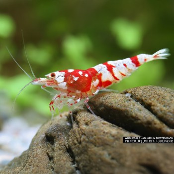 Caridina logemanni fleur rouge