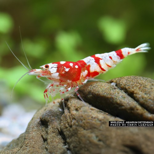 Caridina logemanni fleur rouge