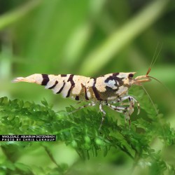 Caridina logemanni Flower Balck
