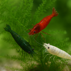 Neocaridina Mix bandiera Italia (verde-bianco-rosso)