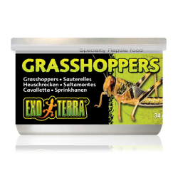 Grasshoppers (grasshoppers), canned food for turtles - EXO land