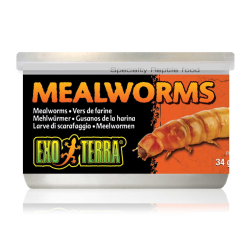 Mealworms, canned food for insectivorous...