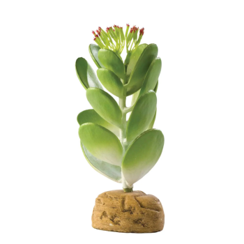 Jade Cactus, pianta da terra del deserto - Exo Terra