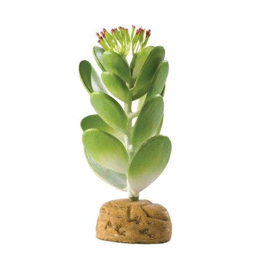 Jade cactus, plante de plancher déserte - exo...