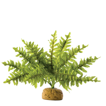 Boston Fern, plante de la forêt tropicale - Terre exo