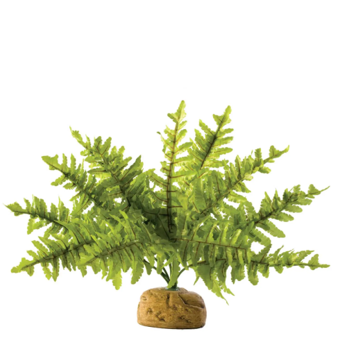 Boston Fern, plante de la forêt tropicale -...