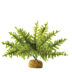 Boston Fern, plante de la forêt tropicale - Terre exo