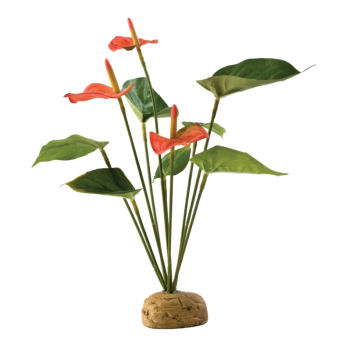 Anthurium Bush, Plante de plancher de forêt pluvial -...