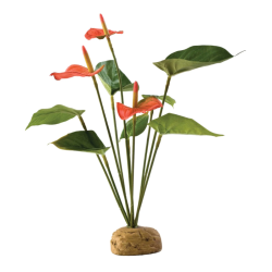 Anthurium Bush, pluvial forest floor plant - EXO land