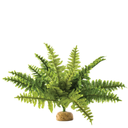 Boston Fern, pianta da terra della foresta pluviale - Exo Terra