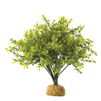 Bushwood Bush, plante de la forêt tropicale - Terre exo