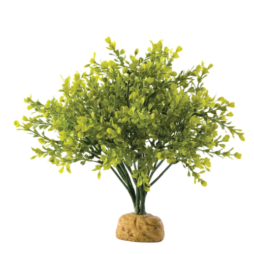 Bushwood Bush, plante de la forêt tropicale -...