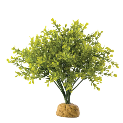 Boxwood Bush, pianta da terra della foresta pluviale - Exo Terra