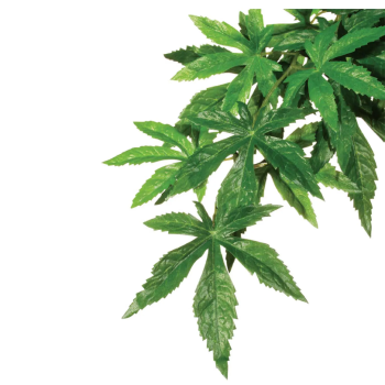 Abutilon, usine de forêt pluviale suspendue - terres exo