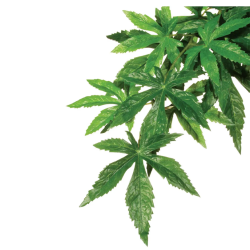 Abutilon, usine de forêt pluviale suspendue - terres exo