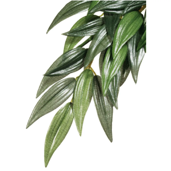 Rucus Medium, pianta sospesa della foresta pluviale - Exo...