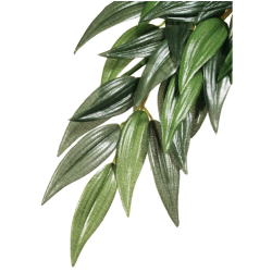 Rucus Medium, suspended rainforest plant - EXO land