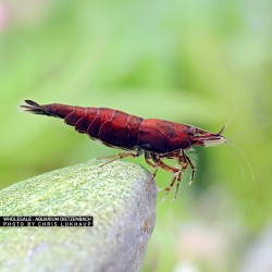 Néocariine davidi onyx