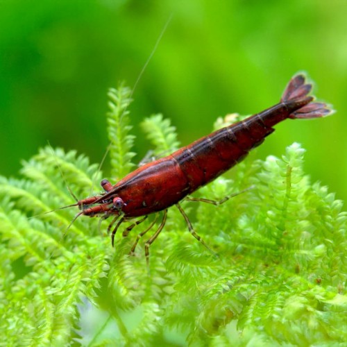 Néocariine davidi onyx