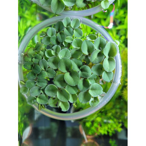 copy of Floating Stratiotes Pistia
