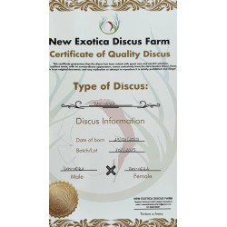 copy of Discus Pigeon White and Red 8-9 cm