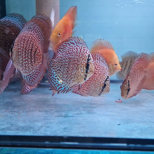 Discus Panthera 8-9 cm