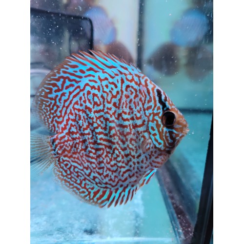 copy of Discus Pigeon White and Red 8-9 cm