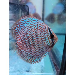 Discus Panthera 8-9 cm